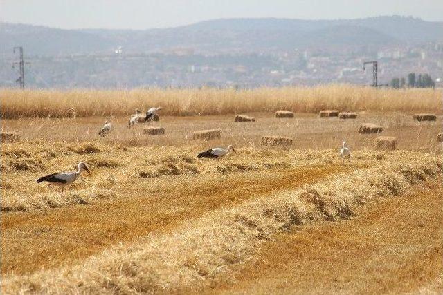 Leylekler Hububat Tarlalarında Ava Çıktı