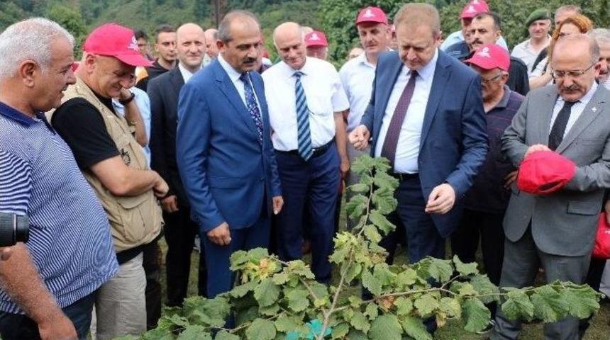 &Ouml;rnek Bah&ccedil;elerde İlk Fındık Hasadı Yapıldı