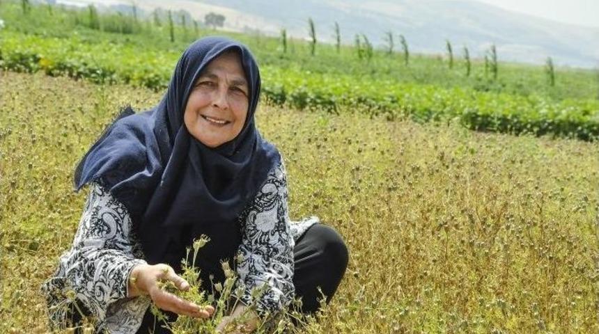 Kadın &Ccedil;ift&ccedil;iler, İn&ouml;n&uuml;&rsquo;de &Ccedil;&ouml;rekotu Yetiştiriyor