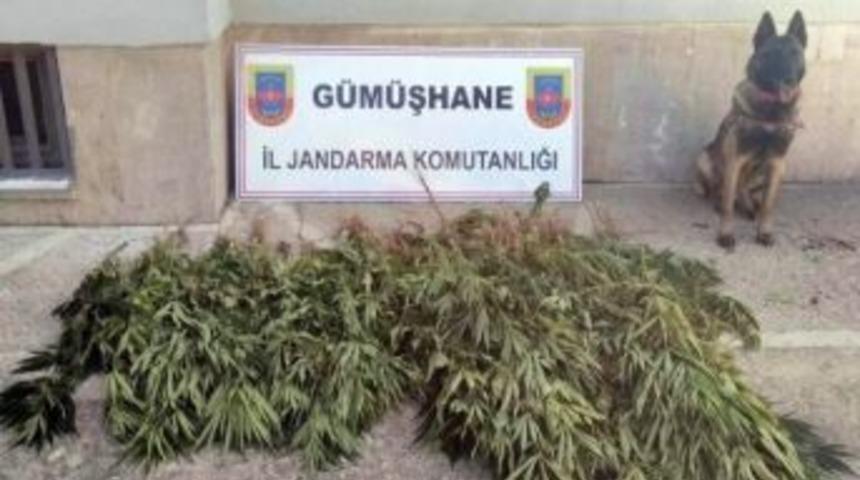 G&uuml;m&uuml;şhane&rsquo;de Jandarma&rsquo;dan Uyuşturucu Operasyonu