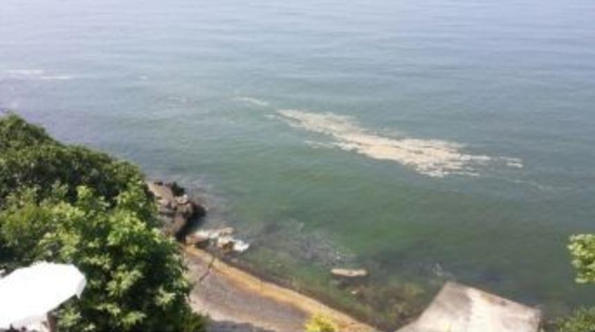 Denizdeki K&ouml;p&uuml;klenmenin Nedeni A&ccedil;ıklandı