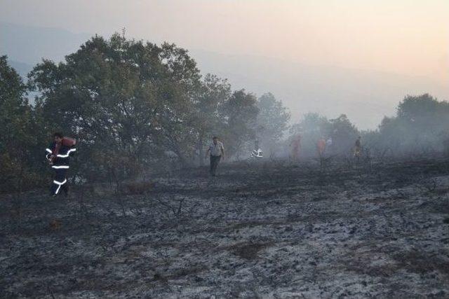 Tarlada Çıkan Yangın 5 Hektar Ormanı Küle Çevirdi