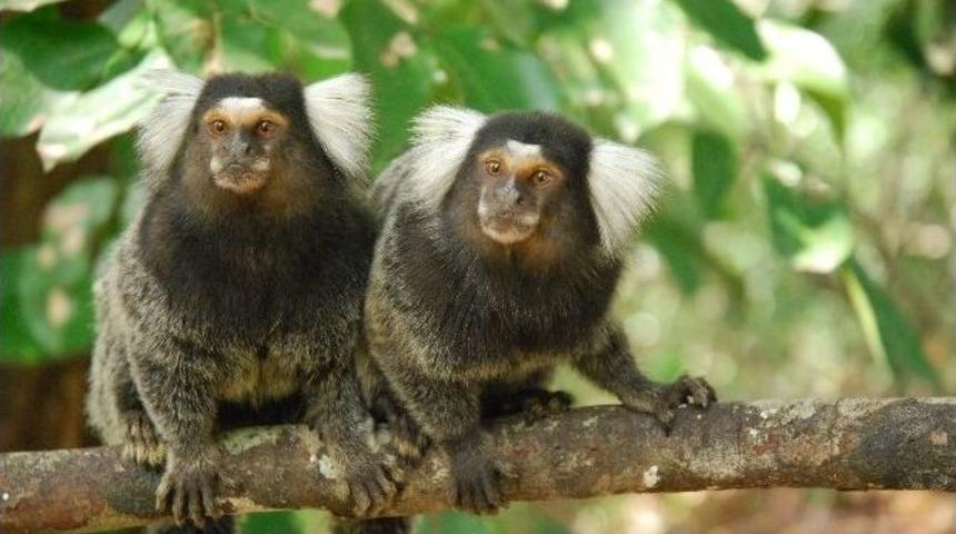 Doğal Yaşam Ailesine Yeni &Uuml;yeler