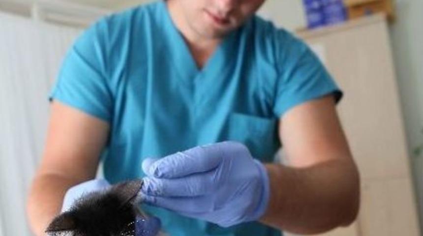 Bayraklı&rsquo;da Sokak Hayvanlarına Yakın İlgi