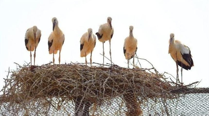 Yavru Leyleklere &Uuml;vey Anne Şefkati
