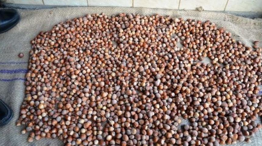 Yılın İlk Fındığı T&uuml;ccara İndi