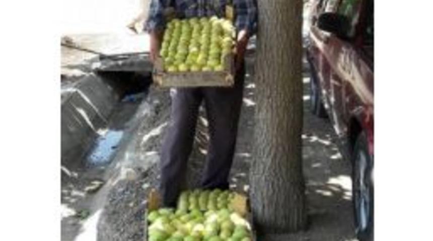 İncir &Uuml;reticisini Sevindiriyor