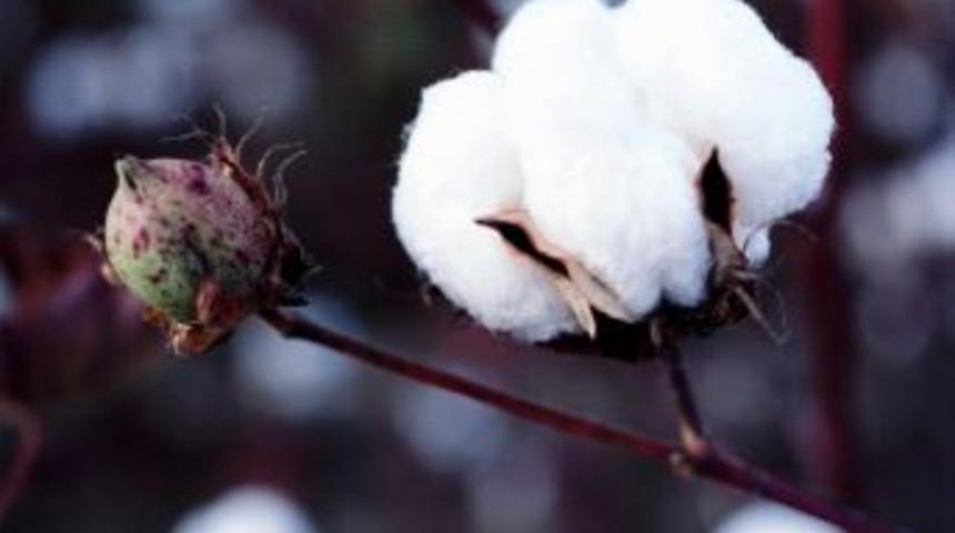 Aydın&rsquo;da Pamuk Zararlısıyla M&uuml;cadele Devam Ediyor