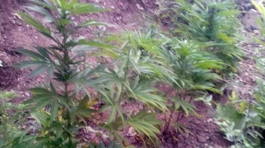 Adıyaman&rsquo;da 600 K&ouml;k Kenevir Ele Ge&ccedil;irildi