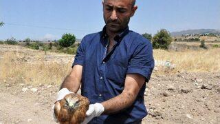 Kızılşahin Doğal Ortamına Bırakıldı