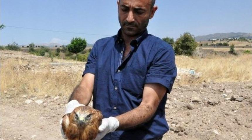 Kızılşahin Doğal Ortamına Bırakıldı