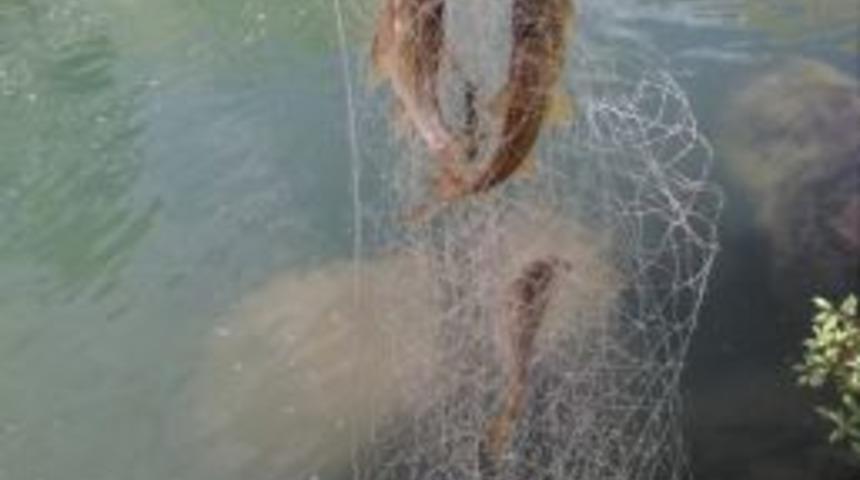 Katil Deresi&rsquo;nde Alabalık Bereketi