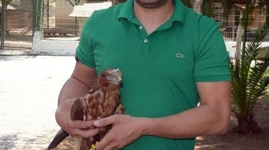 Hasta Şahin Tedavi Edildi, &Ouml;zg&uuml;rl&uuml;ğ&uuml;ne Kavuşturuldu