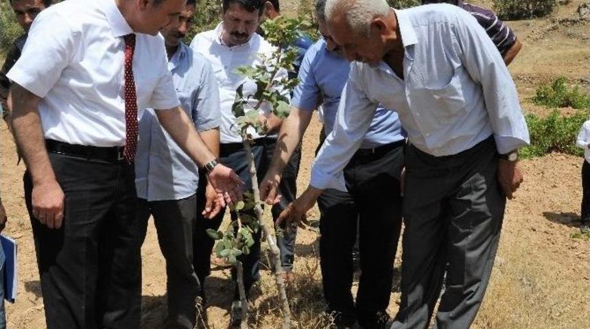 Menengi&ccedil;ler, Fıstığa D&ouml;n&uuml;şt&uuml;r&uuml;l&uuml;yor
