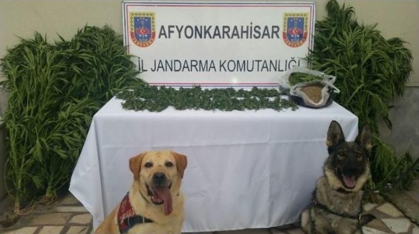 Evlerinin Bah&ccedil;elerinde Hint Keneviri Yetiştiren Şahıslara Jandarma Baskını