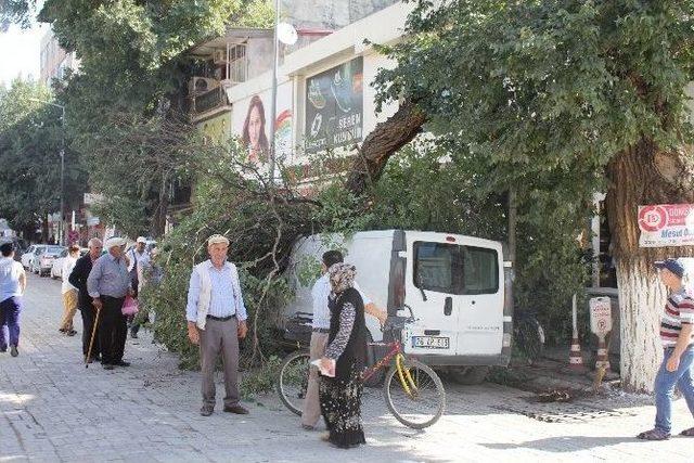 Asırlık Ağaç Minibüsün Üzerine Devrildi