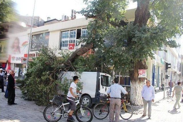 Asırlık Ağaç Minibüsün Üzerine Devrildi