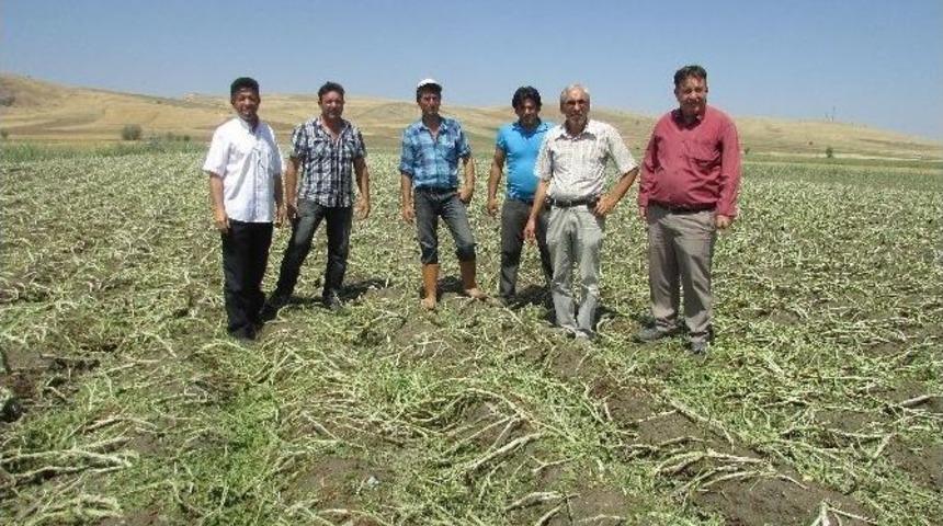 Sandıklı&rsquo;da Dolu Ve Şiddetli Yağış Tarım &Uuml;r&uuml;nlerine Zarar Verdi