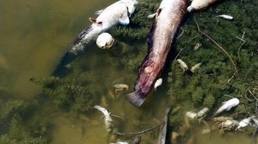 Karaahmetli G&ouml;leti&rsquo;nde &Ccedil;ok Sayıda Balık Kıyıya Vurdu