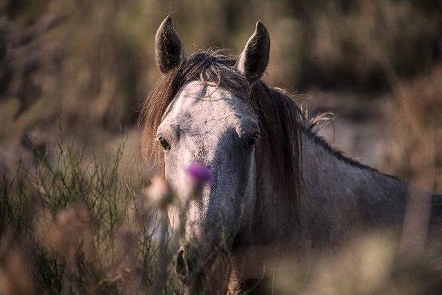 Aşırı Sıcaktan Bunalan Yılkı Atları Denize İndi