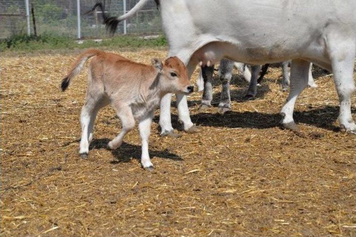 (özel Haber) Klonlu Sığırlar Eti Ucuzlatacak G1