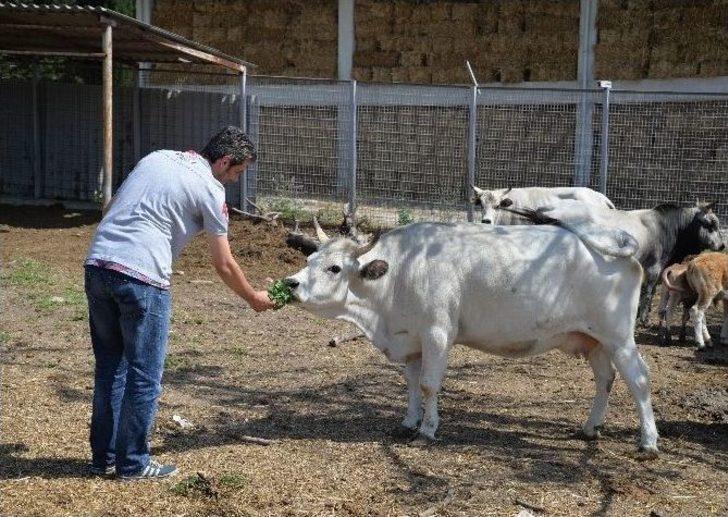 (özel Haber) Klonlu Sığırlar Eti Ucuzlatacak G2