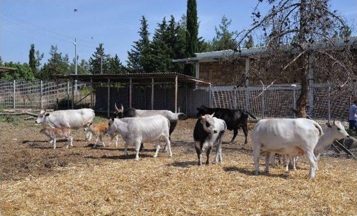 (özel Haber) Klonlu Sığırlar Eti Ucuzlatacak G3