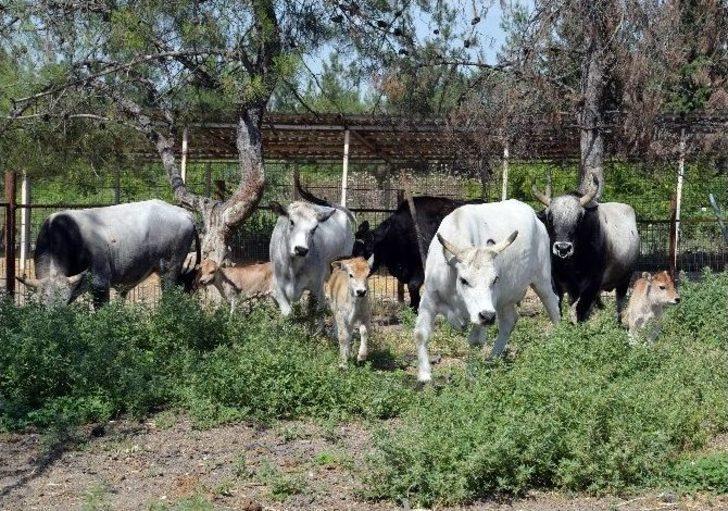 (özel Haber) Klonlu Sığırlar Eti Ucuzlatacak G4