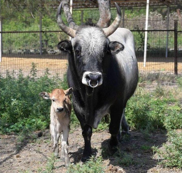 (özel Haber) Klonlu Sığırlar Eti Ucuzlatacak G5