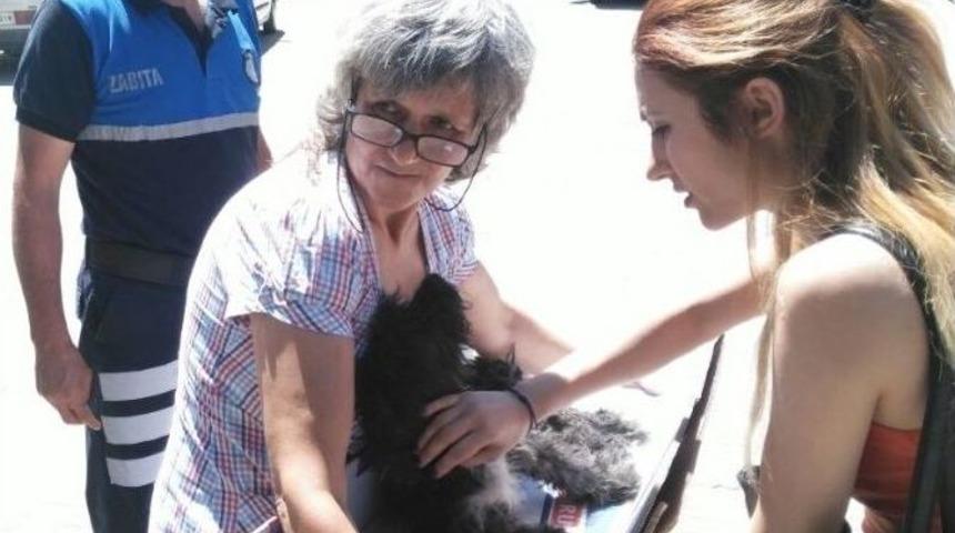 Yaralı K&ouml;peğe Zabıtadan Ambulans Hizmeti