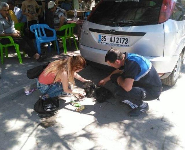 Yaralı Köpeğe Zabıtadan Ambulans Hizmeti