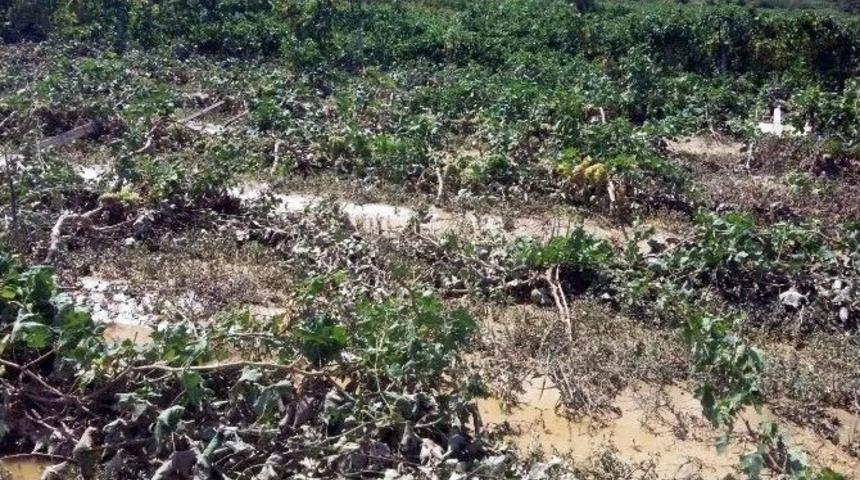 Dolu Yağışı Ekili Alanlara Zarar Verdi