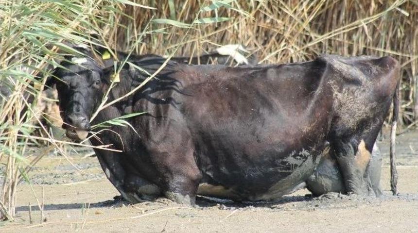Sıcaktan Bunalan Hayvanlar Manyas G&ouml;l&uuml;&rsquo;nde Serinliyor