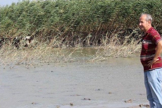 Sıcaktan Bunalan Hayvanlar Manyas Gölü’nde Serinliyor