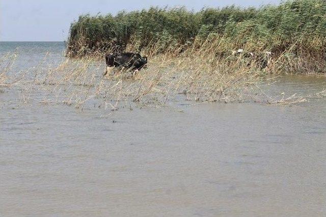 Sıcaktan Bunalan Hayvanlar Manyas Gölü’nde Serinliyor