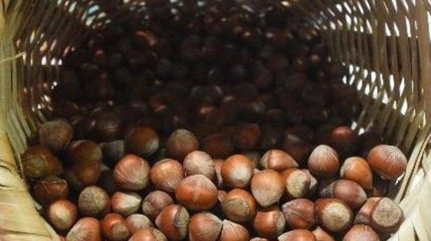 Ordu&rsquo;nun Fındık Sepetleri İspanya Yolunda