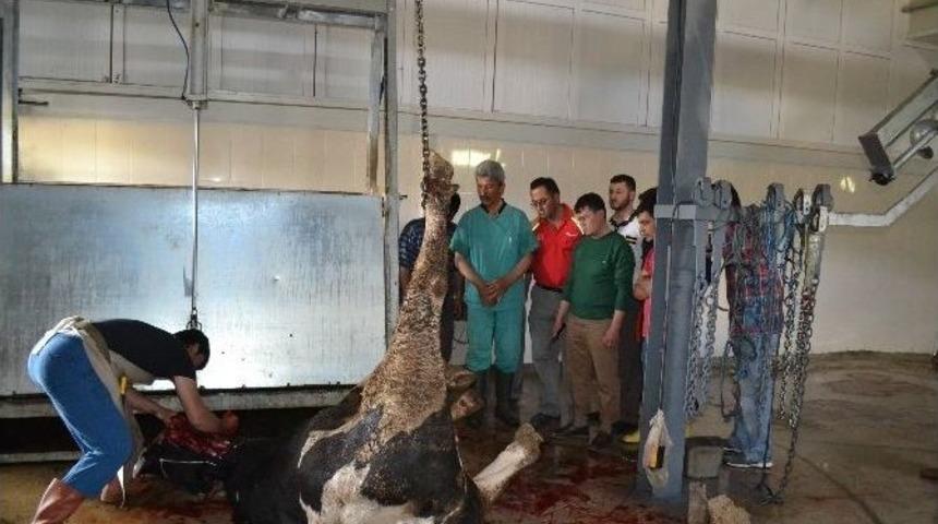 -acemi Kasaplar İ&ccedil;in Kurs A&ccedil;ılıyor