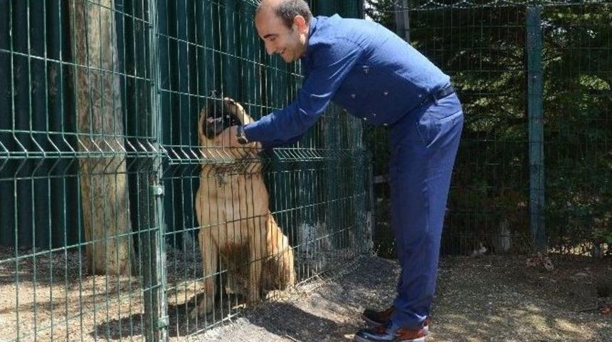 Yıldırım Sokak Hayvanlarına Sahip Çıkıyor