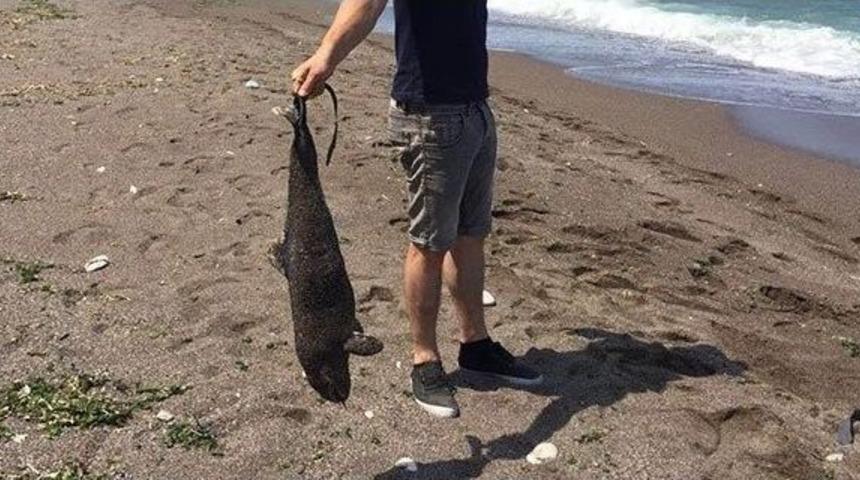 Ak&ccedil;akoca&rsquo;da Yavru Yunus Karaya Vurdu