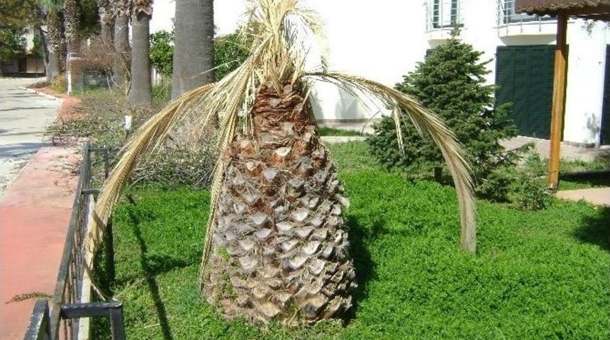 Aydın&rsquo;da Palmiyeler Kuruyor