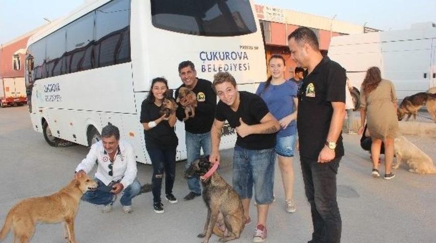 Sokak Hayvanları İ&ccedil;in Sahadalar