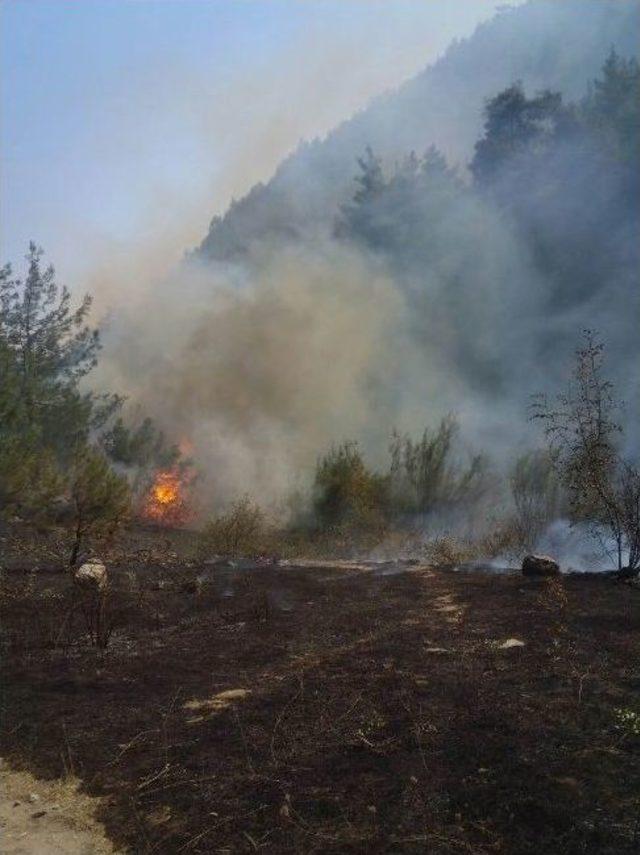 Balıkesir Dursunbey İle Bursa Büyükorhan Sınırındaki Orman Yangını Kontrol Altına Alındı