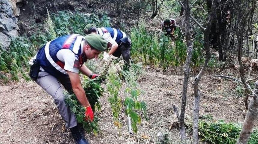 Ormanlık Alanda Bin K&ouml;k Kenevir Ele Ge&ccedil;irildi