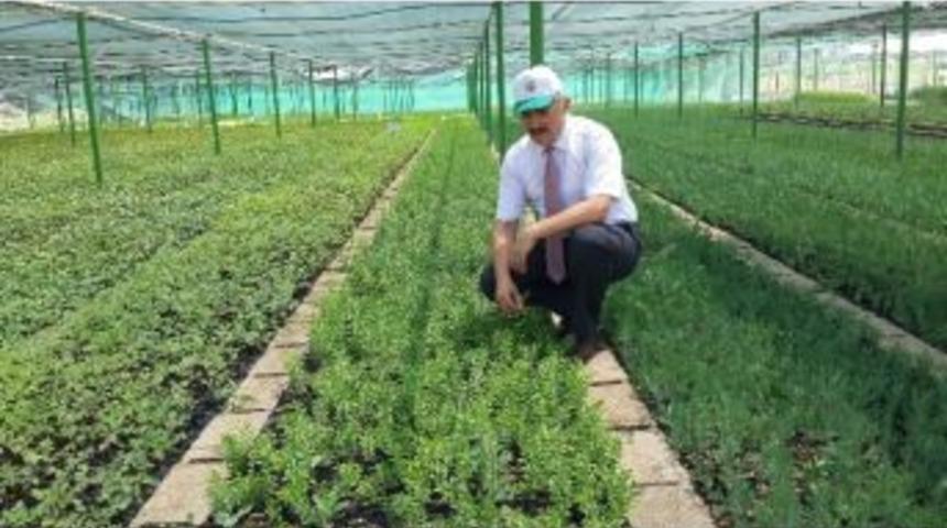 Mersin&rsquo;de Son 10 Yılda 89 Milyon Fidan &Uuml;retilerek Toprakla Buluşturuldu
