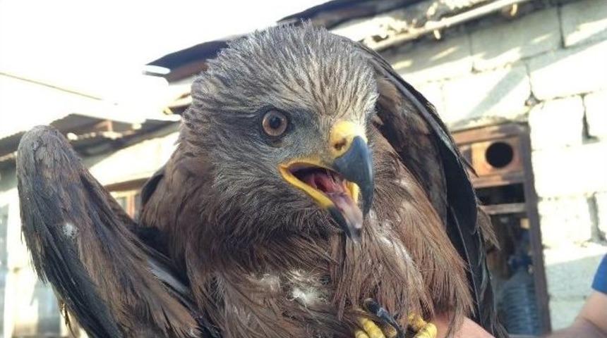 Yaralı Şahin, Van&rsquo;da Tedavi Altına Alındı