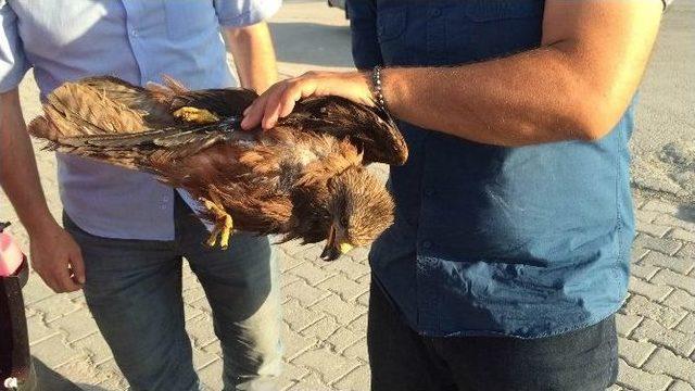 Yaralı Şahin, Van’da Tedavi Altına Alındı