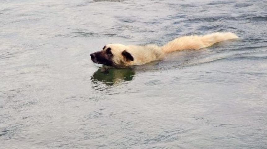 K&ouml;peğin Y&uuml;zme Keyfi