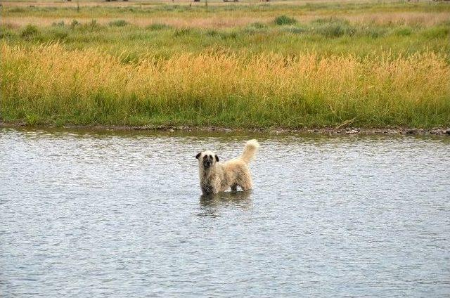 Köpeğin Yüzme Keyfi