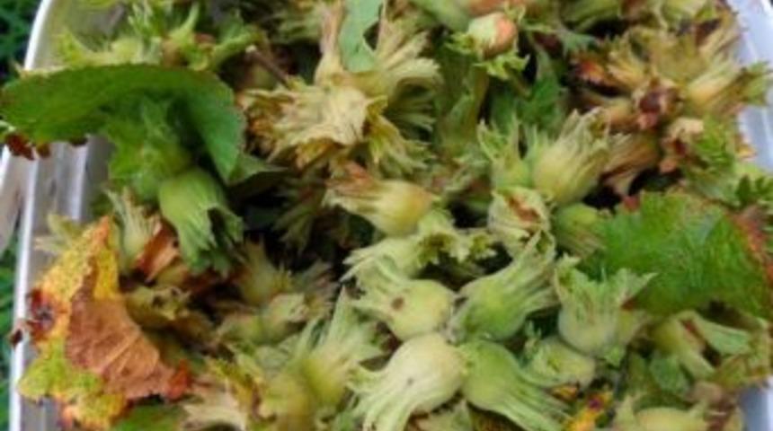 Hasat Mevsimi A&ccedil;ılan Fındıkta Satışlar 11 Tl&rsquo;yi G&ouml;rd&uuml;