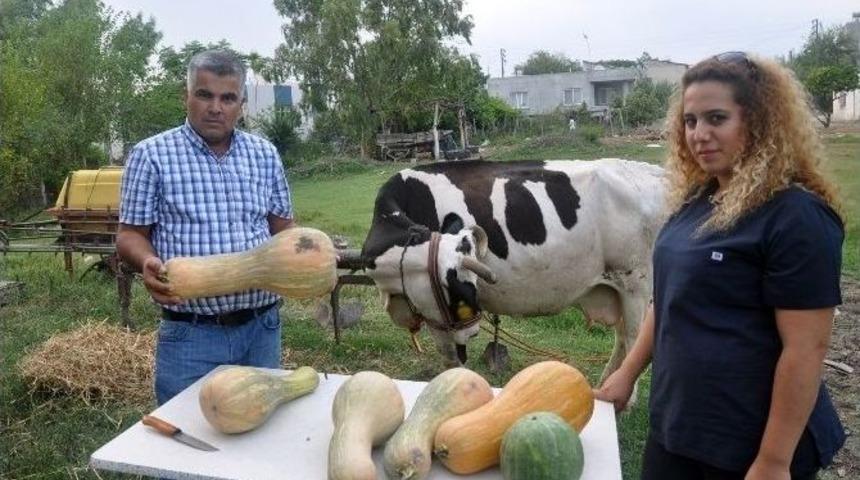 Hayvan Yemine Milli &Ccedil;&ouml;z&uuml;m: Kabak